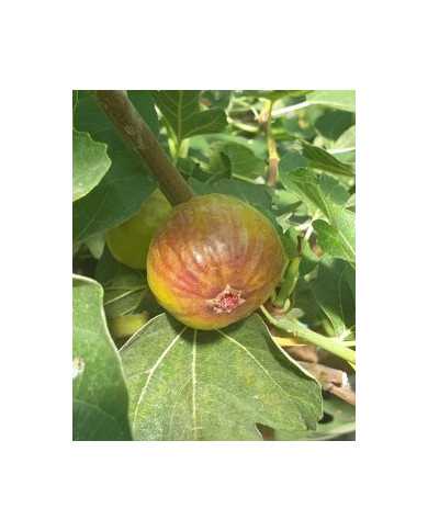 Bio Feigenbaum San Mango (**)