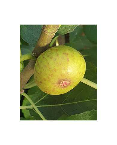 Bio Feigenbaum San Mango (**)