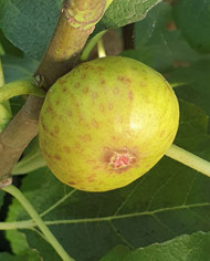 Bio Feigenbaum San Mango (**)