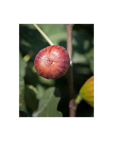 biofeigenbaumschweizerfeige