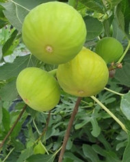 Bio Feigenbaum Sequoia (***)