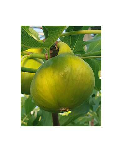 Bio Feigenbaum Sequoia (***)