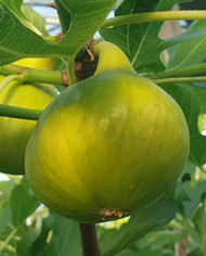 Bio Feigenbaum Sequoia (***)