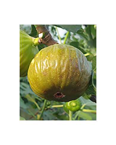 Bio Feigenbaum Siciliano Verde (*)