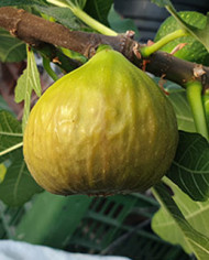 Bio Feigenbaum Siciliano Verde (*)