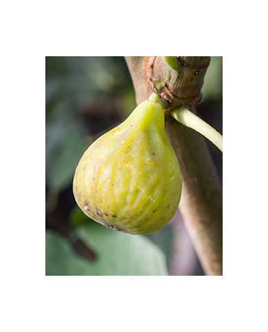 Bio Feigenbaum Smith (***) Bio Feigenbaum Smith (***)