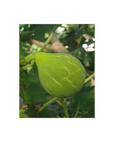 Bio Feigenbaum Smith (***) Bio Feigenbaum Smith (***)