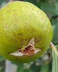 biofeigenbaumsucrette