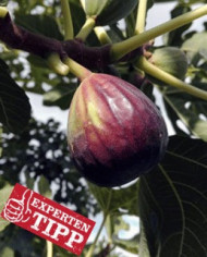 Bio Feigenbaum Sultane