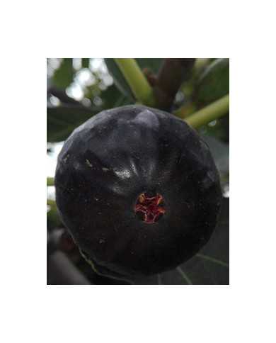 Bio Feigenbaum Sultane