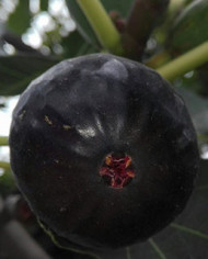 Bio Feigenbaum Sultane