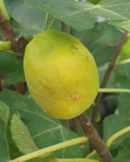 biofeigenbaumtermenjaca