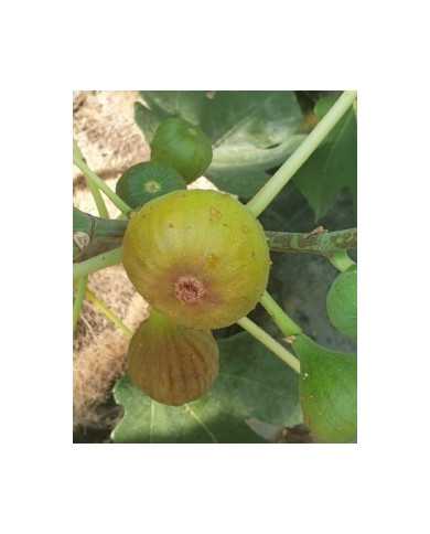 Bio Feigenbaum Terza (*)