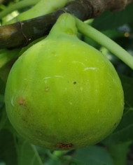 Bio Feigenbaum Trojano (**)