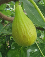 Bio Feigenbaum Trojano (**)