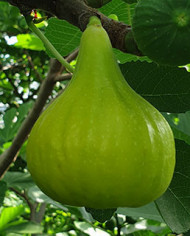 Bio Feigenbaum UCR 276-14 (*)