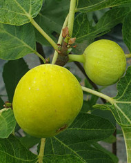 biofeigenbaumucrk-6-5 biofeigenbaumucrk-6-5