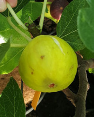 Bio Feigenbaum UCR K-6-5 (*) Bio Feigenbaum UCR K-6-5 (*)