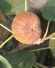 biofeigenbaumvalle biofeigenbaumvalle