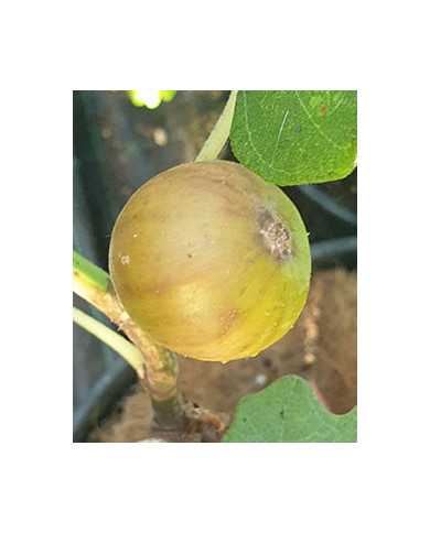 Bio Feigenbaum Valle (*)