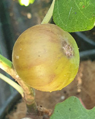 Bio Feigenbaum Valle (*) Bio Feigenbaum Valle (*)