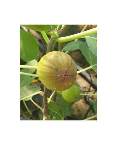 Bio Feigenbaum Valle (*)