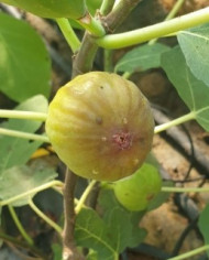 Bio Feigenbaum Valle (*) Bio Feigenbaum Valle (*)