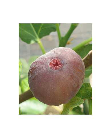 biofeigenbaumvamosilila