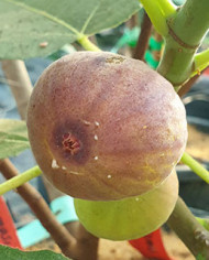 Bio Feigenbaum Vamosi lila (*)