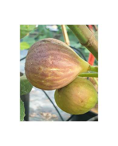 Bio Feigenbaum Vamosi lila (*)