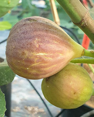 Bio Feigenbaum Vamosi lila (*)