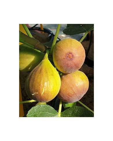 Bio Feigenbaum Vamosi lila (*)