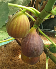 Bio Feigenbaum Vamosi lila (*)