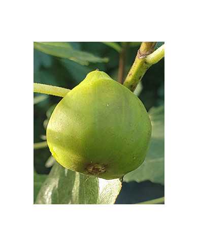 biofeigenbaumverdinogiacoma