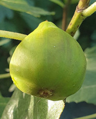 biofeigenbaumverdinogiacoma biofeigenbaumverdinogiacoma