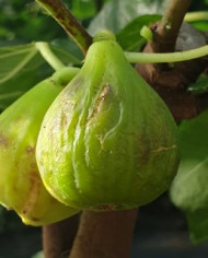 Bio Feigenbaum Verdino Giacoma (*)