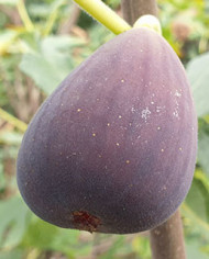 biofeigenbaumverdone biofeigenbaumverdone