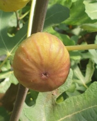 biofeigenbaumvioletted'argenteuil biofeigenbaumvioletted'argenteuil