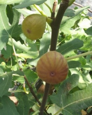 Bio Feigenbaum Violette d'Argenteuil (**) Bio Feigenbaum Violette d'Argenteuil (**)