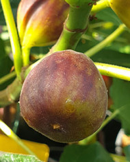 Bio Feigenbaum Vörcsök (Akos) (*)