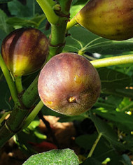 Bio Feigenbaum Vörcsök (Akos) (*)