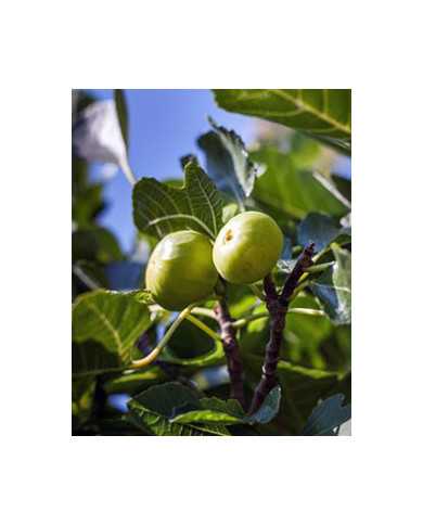 biofeigenbaumwhitemarseilles