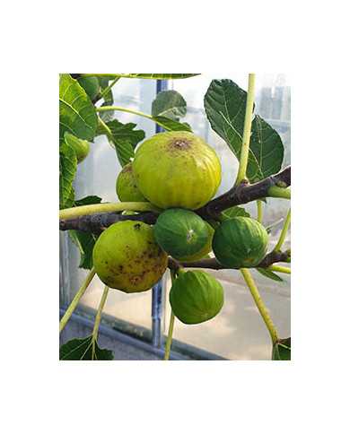 Bio Feigenbaum White Marseilles (*)