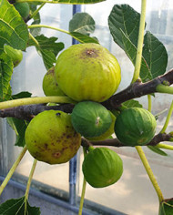 Bio Feigenbaum White Marseilles (*)