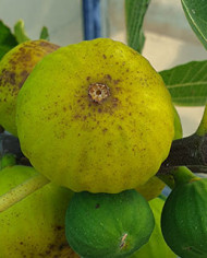 Bio Feigenbaum White Marseilles (*)