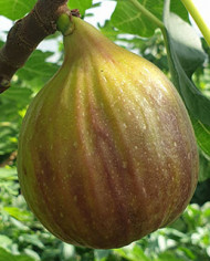 Bio Feigenbaum Wilmington Creeper (**)