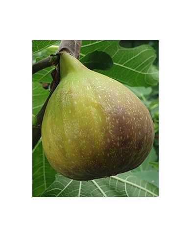 Bio Feigenbaum Wilmington Creeper (**)