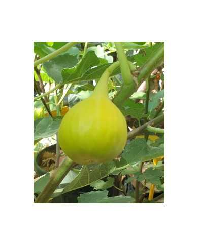 biofeigenbaumyellowlongneck