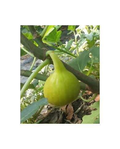 Bio Feigenbaum Yellow Long Neck (**)