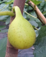 Bio Feigenbaum Yellow Long Neck (**)